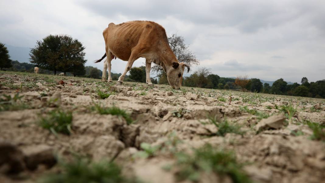 Binlerce hektar 'Mil kuraklığı' etkisinde: Tarım alanı ve meralar yok olmaya yüz tuttu 8